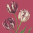 Heritage Deep Rose