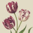 Heritage Tulip Parchment