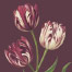 Heritage Tulip Mulberry