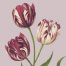 Heritage Tulip Tea Rose