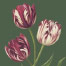 Heritage Tulip Moss Green