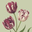 Heritage Tulip Sage Green
