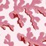 Coral Reef Shell Pink