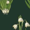 Snowdrop Evergreen