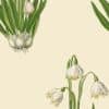 Snowdrop Parchment